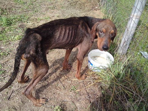Έσωσαν το σκελετωμένο κυνηγόσκυλο που βρέθηκε στο Διαβατό Ημαθίας