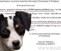 30.000 € διοικητικό πρόστιμο στον 52χρονο που σκότωσε σκύλο στη Δροσιά Εύβοιας