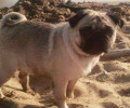 Χάθηκε αρσενικός σκύλος ράτσας Παγκ στην Παλλήνη Αττικής