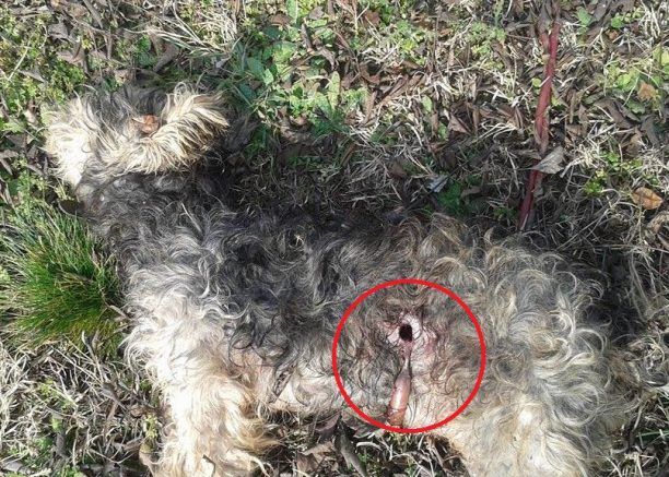 Ένα πυροβολημένο και 7 σκυλιά νεκρά από φόλα στα Φάρσαλα