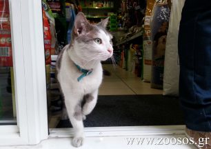 Ο Φρίξος, ο καλλονός γάτος της οδού Καφαντάρη
