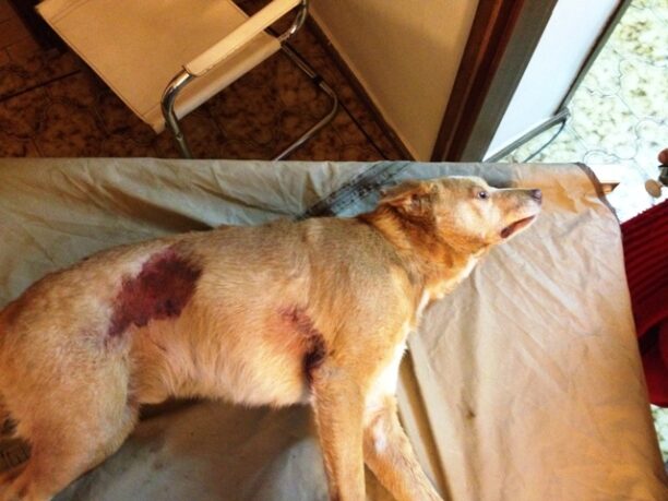 Αερογέφυρα σωτηρίας για να σωθεί ο σκυλάκος που χτυπήθηκε στο Καλαμάκι Χανίων