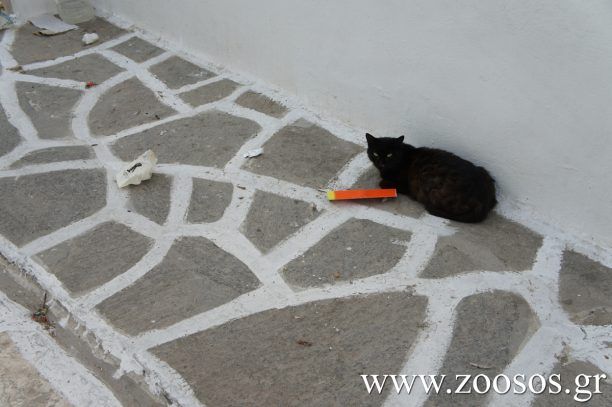 Και στην όμορφη Αμοργό δηλητηριάζουν συστηματικά τ’ αδέσποτα