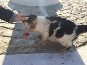 Πάρος: Έσωσαν τον γάτο που περιφερόταν μ’ ένα αγκίστρι στο στόμα