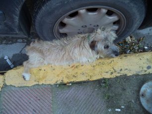 Γαζί Ηρακλείου: Πάτησε γκάζι και ανέβηκε στο πεζοδρόμιο για να σκοτώσει τον σκύλο