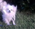 Χάθηκε αρσενικός σκύλος στον Γέρακα Αττικής