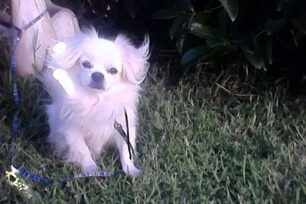 Χάθηκε αρσενικός σκύλος στον Γέρακα Αττικής