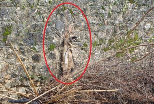 Καλαμάτα: Απαγχόνισε την σκυλίτσα και πέταξε τα μωρά της στο ποτάμι