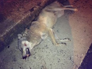 Καβάλα: Σκότωσε τον λύκο αλλά νοιάστηκε μόνο για τη ζημιά στο αυτοκίνητο!