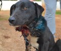 Κορωπί: Σκύλος με δεμένα τα πόδια πληγωμένος από το καλώδιο και το σύρμα στο λαιμό του