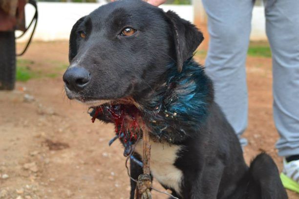 Κορωπί: Σκύλος με δεμένα τα πόδια πληγωμένος από το καλώδιο και το σύρμα στο λαιμό του