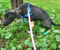 Συνέρχεται η σκυλίτσα που κακοποιήθηκε άγρια στο Κορωπί (βίντεο)