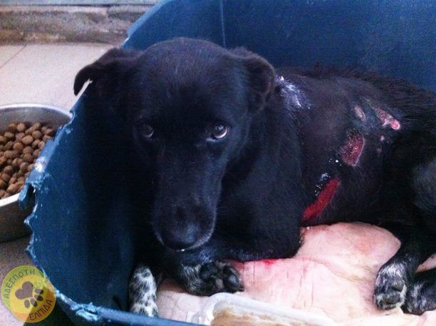 Βελτιώνεται η υγεία της σκυλίτσας που δέχτηκε επίθεση με οξύ στον Κορυδαλλό