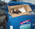 Κουτάβια πεταμένα ζωντανά στα σκουπίδια στο Λαύριο