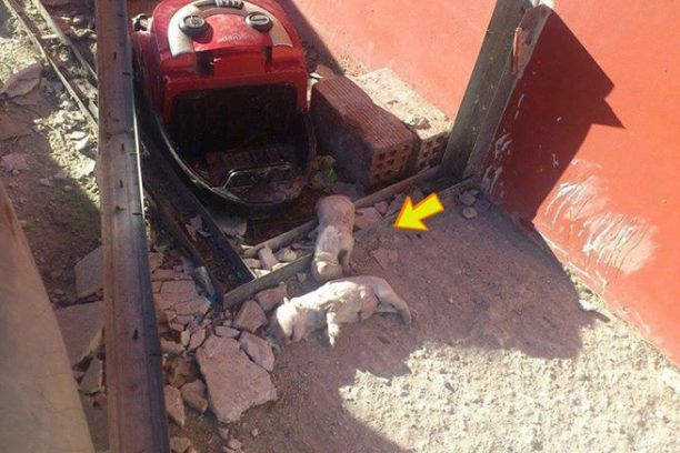 Λέσβος: Άφησε άταφα στην αυλή του τα 3 νεκρά κουτάβια της σκυλίτσας του