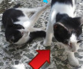 Χάθηκε θηλυκή γάτα στο Χαλάνδρι Αττικής