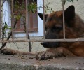 Έσωσαν το λυκόσκυλο που ζούσε στο Βύρωνα χωρίς τροφή μέσα στις λάσπες