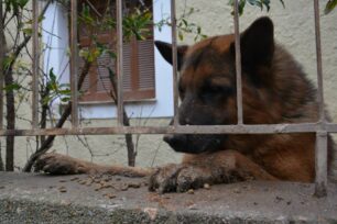 Έσωσαν το λυκόσκυλο που ζούσε στο Βύρωνα χωρίς τροφή μέσα στις λάσπες