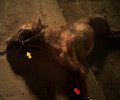 Σκυλί νεκρό, σκελετωμένο και κακοποιημένο πεταμένο στους κάδους στον Μαρκόπουλο Αττικής