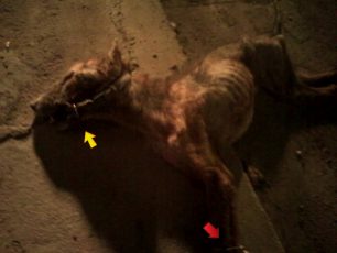 Σκυλί νεκρό, σκελετωμένο και κακοποιημένο πεταμένο στους κάδους στον Μαρκόπουλο Αττικής