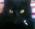 Χάθηκε μαύρη αρσενική γάτα στο Νομισματοκοπείο (Χαλάνδρι Αττικής)