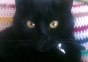 Χάθηκε μαύρη αρσενική γάτα στο Νομισματοκοπείο (Χαλάνδρι Αττικής)