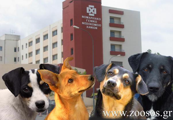 Το σκυλί «έδειξε» ποιος το είχε εγκαταλείψει στο Νοσοκομείο Χανίων