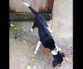 Χανιά: Πέθανε από την κακομεταχείριση το ένα από τα δύο σκυλιά της Παρηγοριάς (βίντεο)