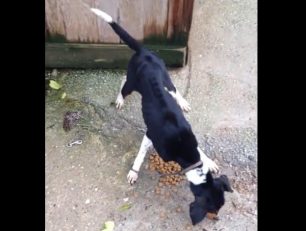 Καταδικάστηκε ερήμην με αναστολή άνδρας που κακοποιούσε τα 2 σκυλιά του στην Παρηγοριά Χανίων (βίντεο)