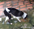 Σκυλιά σκελετωμένα, άρρωστα και αλυσοδεμένα στην Παρηγοριά Χανίων (βίντεο)
