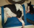 Λάρισα: Έκκληση ώστε να καλυφθούν τα έξοδα νοσηλείας του σκύλου