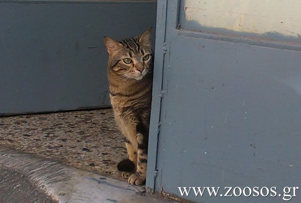 Τοποθέτηση τσιπ με χαμηλό κόστος στα κατοικίδια από τη Ζωόφιλη Δράση Ηρακλείου Κρήτης