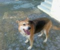 Ηράκλειο Κρήτης: «Μεταμορφώθηκε» σε 4 μήνες η σκυλίτσα που κακοποιούσε εκπαιδευτικός