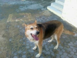 Ηράκλειο Κρήτης: «Μεταμορφώθηκε» σε 4 μήνες η σκυλίτσα που κακοποιούσε εκπαιδευτικός