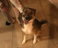 Στο νέο της σπίτι στη Νίκαια η σκυλίτσα που εγκαταλείφθηκε δύο φορές από την «οικογένεια» της