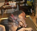 Έσωσαν τον σκύλο που βρήκαν στο δρόμο να υποφέρει στην Μερόπη Μεσσηνίας