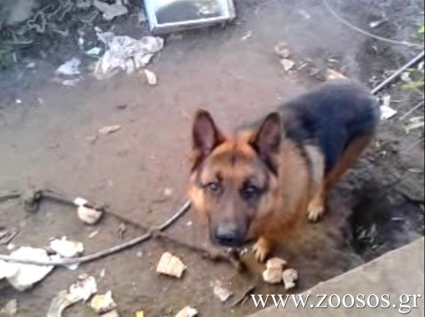 Έκκληση για το λυκόσκυλο που ζει δεμένο μέσα στις λάσπες χωρίς τροφή στον Βύρωνα (βίντεο)