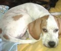 Έχασαν σκύλο Πόιντερ στη Ζίτσα Ιωαννίνων