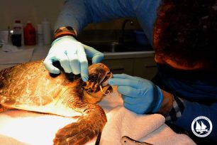 Ανθρώπινη αλυσίδα για τη διάσωση θαλάσσιας χελώνας που κατάπιε αγκίστρι στην Ικαρία
