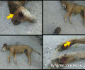 Πυροβολημένο στο κεφάλι το σκυλί που βρέθηκε στο Τ.Ε.Ι. Ηγουμενίτσας