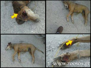 Πυροβολημένο στο κεφάλι το σκυλί που βρέθηκε στο Τ.Ε.Ι. Ηγουμενίτσας