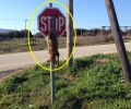Αερινό Μαγνησίας: Κρέμασε την αλεπού στην πινακίδα του STOP