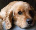 Χάθηκε σκύλος ράτσας Κόκερ στα Χανιά