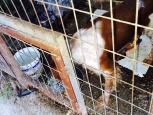 Έκκληση για το σκυλί που ζει σε κλουβί στην Άνω Γλυφάδα