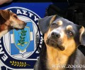 Χανιά: Αναζητείται από την Αστυνομία ο βοσκός που κατηγορείται ότι πυροβόλησε 3 σκυλιά στο Βαρύπετρο