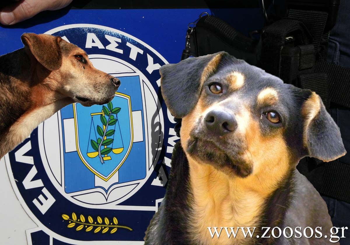 Κατήγγειλαν εκείνους που εγκατέλειψαν σκύλο στη Μυτιλήνη