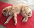 Κυπαρισσία: Γεμάτο με σκάγια το κορμί του σκύλου που κούτσαινε