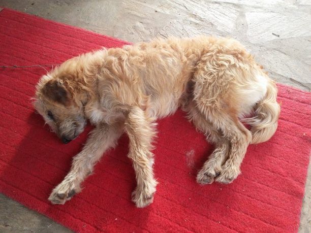 Κυπαρισσία: Γεμάτο με σκάγια το κορμί του σκύλου που κούτσαινε
