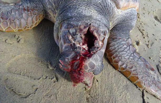 Άλλη μια θαλάσσια χελώνα βρέθηκε σκοτωμένη στην παραλία Πλάκα της Νάξου