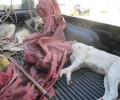 Δάρδιζα Ερμιονίδας: Πυροβόλησε δύο σκυλιά σκότωσε το ένα